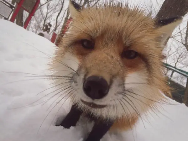 another beautiful place in japan zao fox village 17 pics 1 video 15
