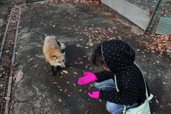another beautiful place in japan zao fox village 17 pics 1 video 3