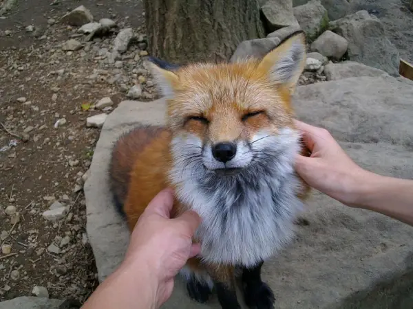 another beautiful place in japan zao fox village 17 pics 1 video 8