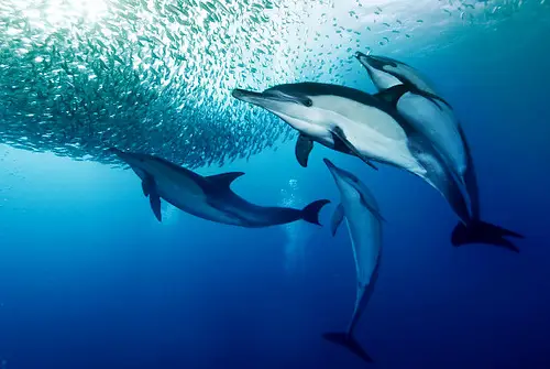 are dolphins really that smart these facts will tell you 12 pictures 3
