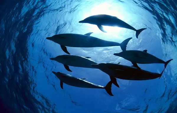 are dolphins really that smart these facts will tell you 12 pictures 6