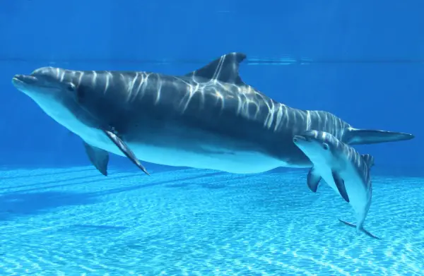 are dolphins really that smart these facts will tell you 12 pictures 7