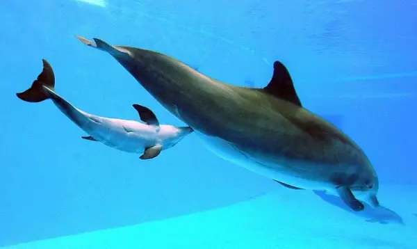 are dolphins really that smart these facts will tell you 12 pictures 8