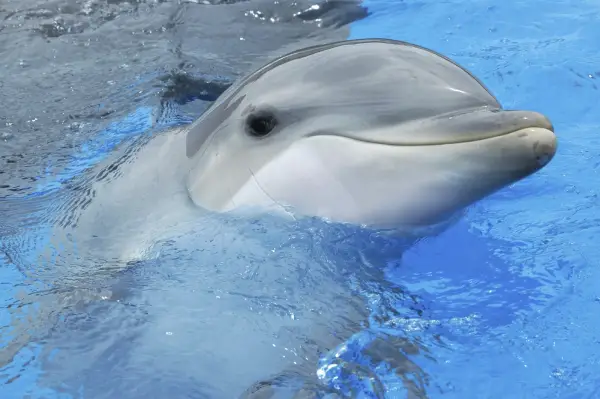 are dolphins really that smart these facts will tell you 12 pictures 9