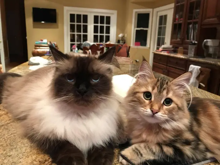 beautiful siberian cats coco chanel and oscar the great 5