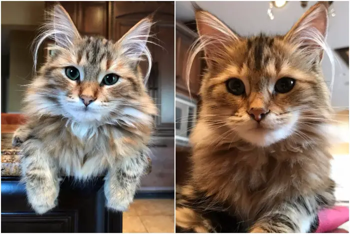 beautiful siberian cats coco chanel and oscar the great 9