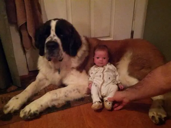 big dog is a danger to the baby nah 14 pics 11
