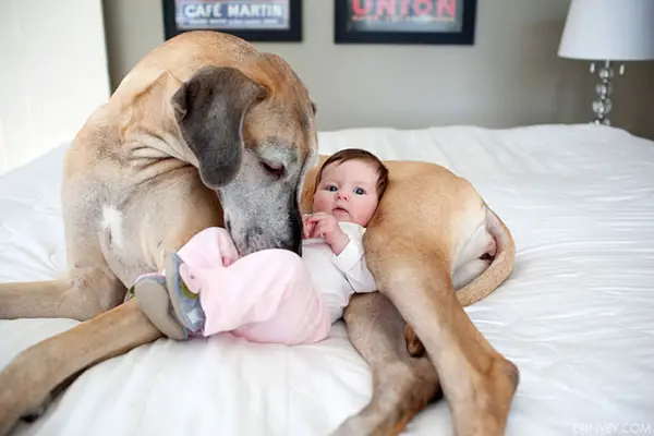 big dog is a danger to the baby nah 14 pics 3