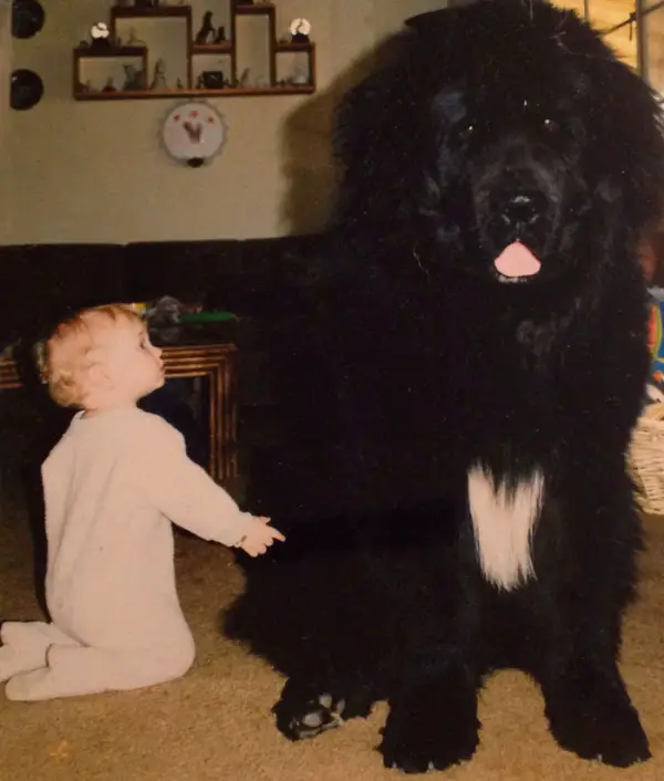 big dog is a danger to the baby nah 14 pics 5