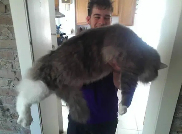 big fluffy and definitely adorable maine coon cat 10 pictures 8