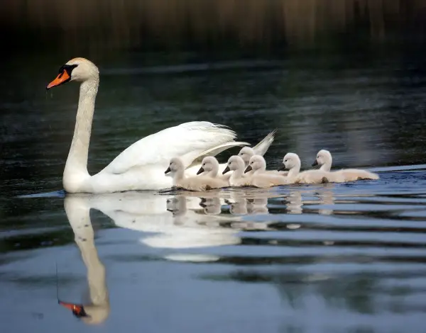 birds are really amazing parents 10 pictures 2