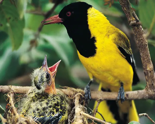 birds are really amazing parents 10 pictures 6