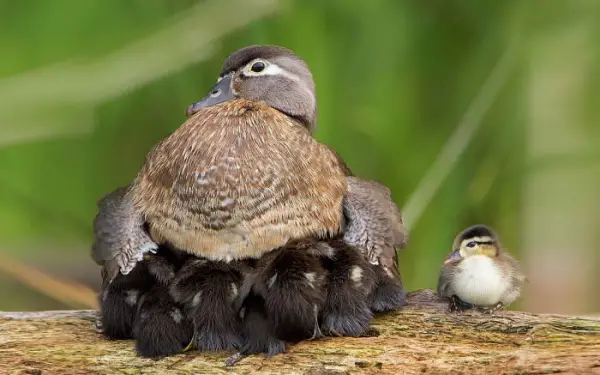 birds are really amazing parents 10 pictures 8