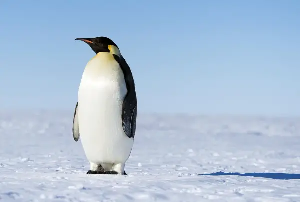 birds in tuxedos 15 facts about cute and funny penguins 13