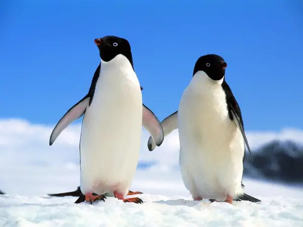 birds in tuxedos 15 facts about cute and funny penguins 3