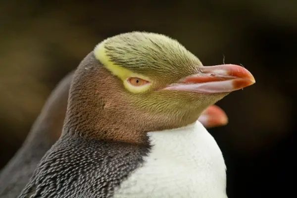 birds in tuxedos 15 facts about cute and funny penguins 5