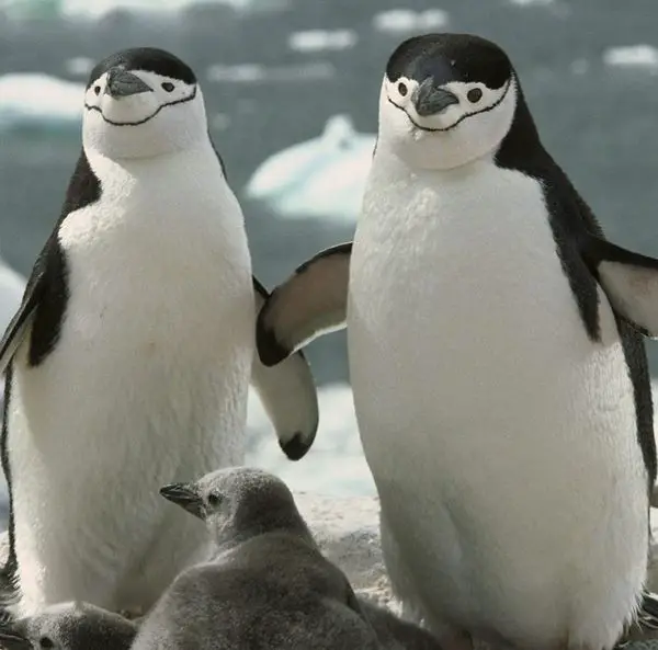 birds in tuxedos 15 facts about cute and funny penguins 6