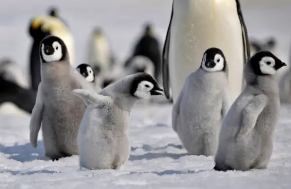 birds in tuxedos 15 facts about cute and funny penguins 8