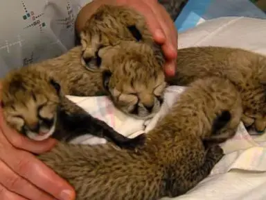 blakely steps in and adopts 5 cheetah cubs 10 pictures 1 video 2
