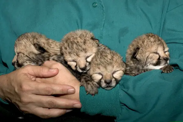 blakely steps in and adopts 5 cheetah cubs 10 pictures 1 video 4