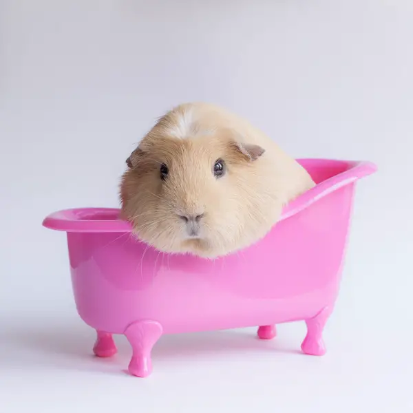 booboo  the gang 13 pic of the most adorable guinea pig models 5