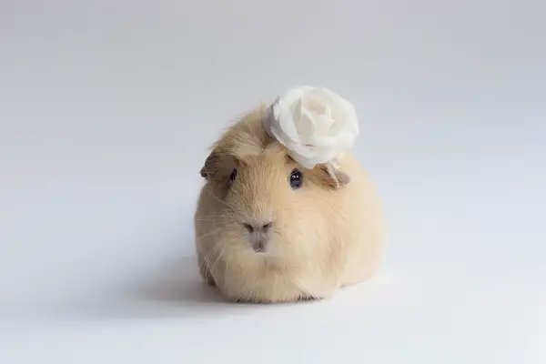 booboo  the gang 13 pic of the most adorable guinea pig models 6
