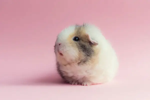 booboo  the gang 13 pic of the most adorable guinea pig models 9