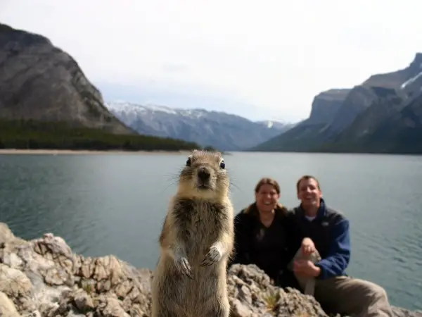 both adorable and awkward animal photobombs 15 pictures 1
