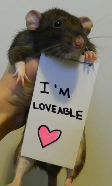 breaking the stereotypes 10 adorably cute rats 5