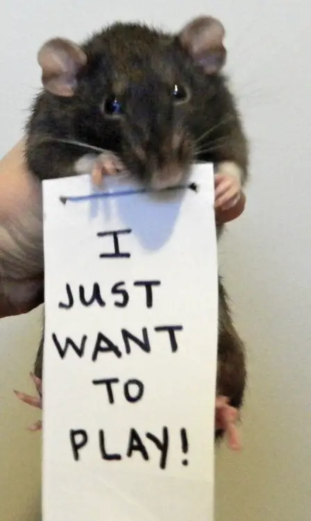 breaking the stereotypes 10 adorably cute rats 6