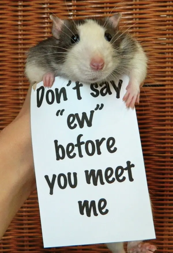 breaking the stereotypes 10 adorably cute rats 8