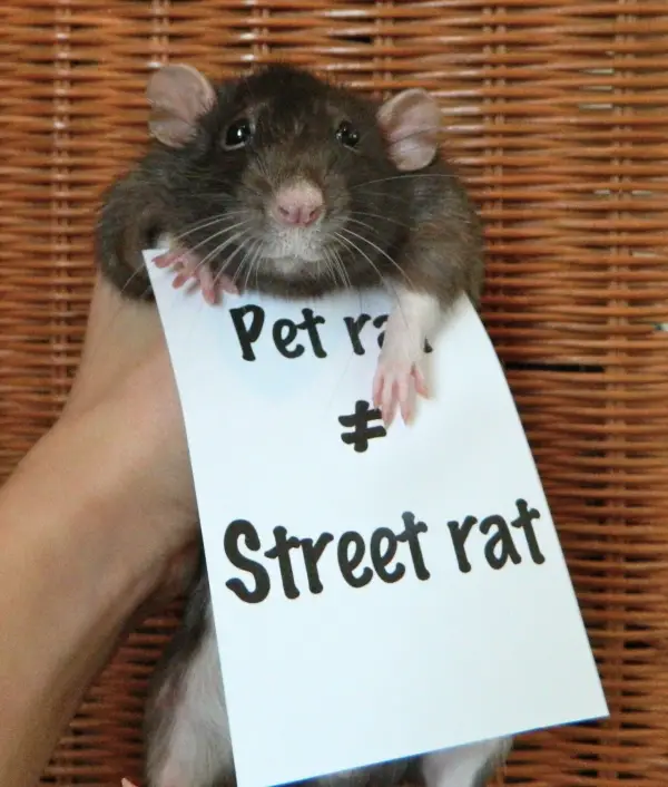 breaking the stereotypes 10 adorably cute rats 9