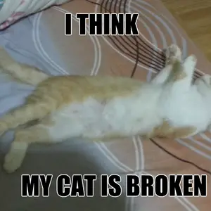 broken cat 14