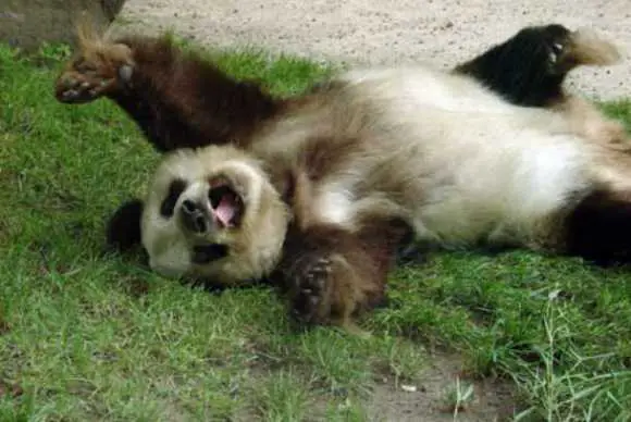 can anything be cuter than a brown panda bear 10 pictures 1