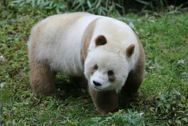 can anything be cuter than a brown panda bear 10 pictures 10