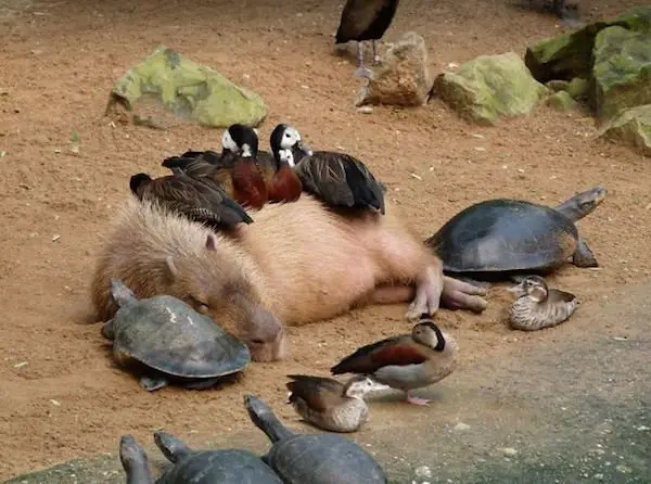 capybara definitely the biggest and possibly the cutest rodent  12 pictures 11