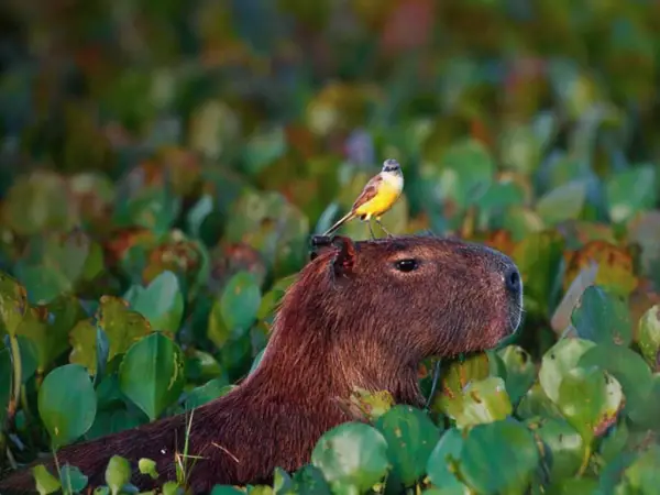capybara definitely the biggest and possibly the cutest rodent  12 pictures 12