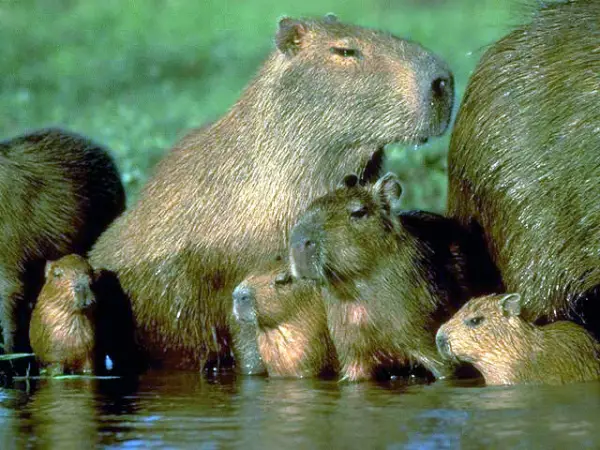 capybara definitely the biggest and possibly the cutest rodent  12 pictures 2