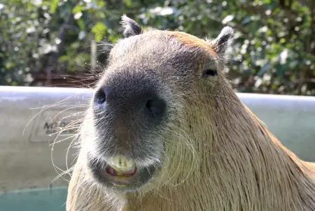 capybara definitely the biggest and possibly the cutest rodent  12 pictures 3