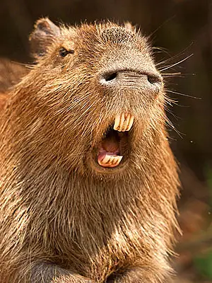 capybara definitely the biggest and possibly the cutest rodent  12 pictures 6