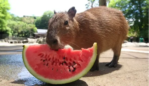 capybara definitely the biggest and possibly the cutest rodent  12 pictures 7