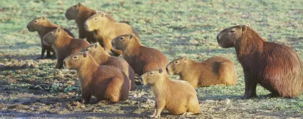 capybara definitely the biggest and possibly the cutest rodent  12 pictures 8
