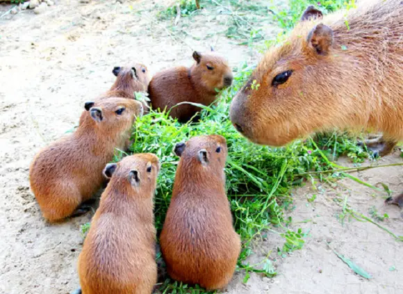 capybara definitely the biggest and possibly the cutest rodent  12 pictures 9