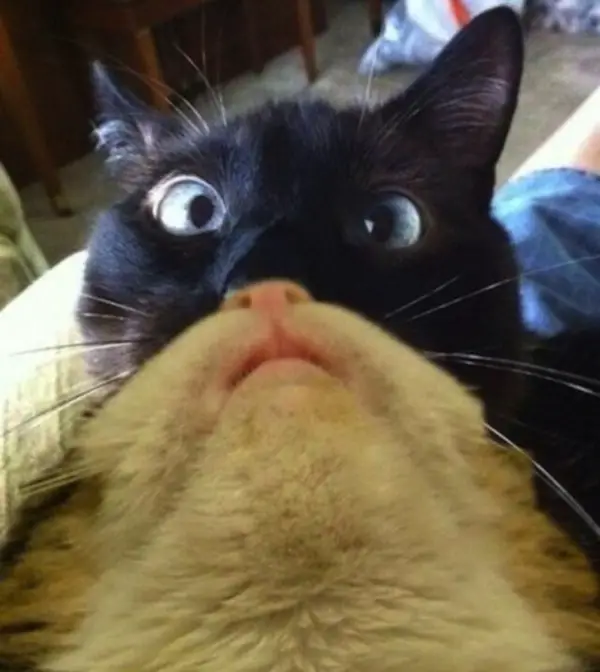 cats are cute but also a bit weird 11 pictures 8