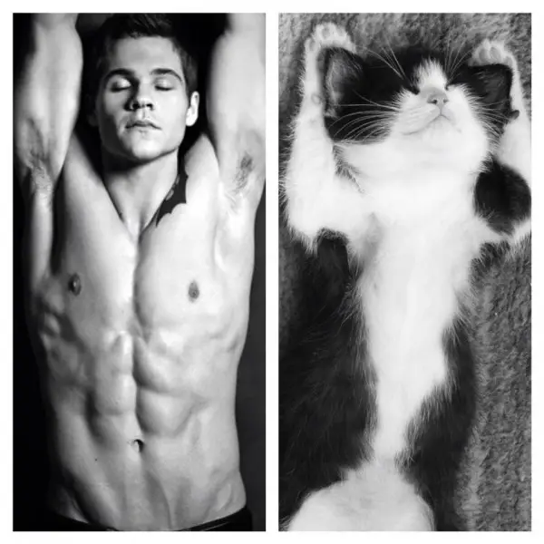 cats posing as handsome guys 21 pics 5
