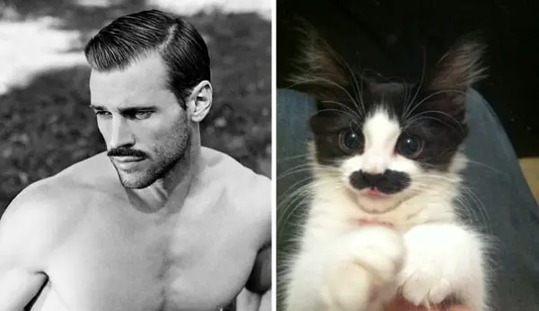 cats posing as handsome guys 21 pics 6