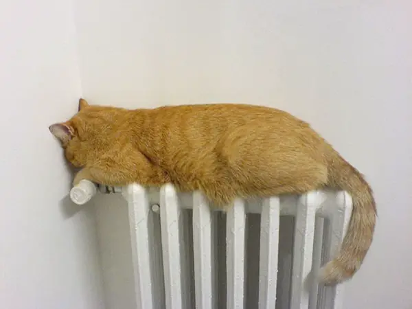 cats will love it if it is warm 12 pictures 10