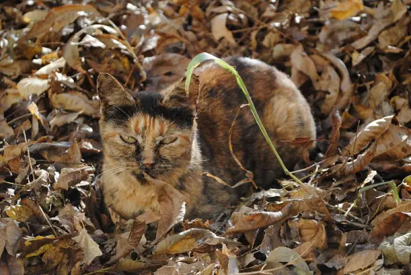 charming and witty cats  masters of camouflage  17 photos 13