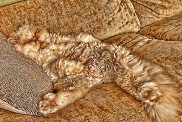 charming and witty cats  masters of camouflage  17 photos 8
