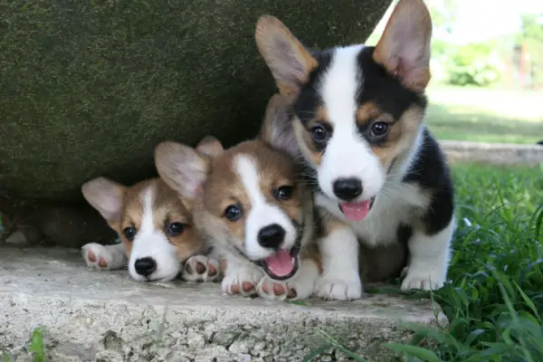 charming witty and overall adorable 12 interesting corgie facts 1